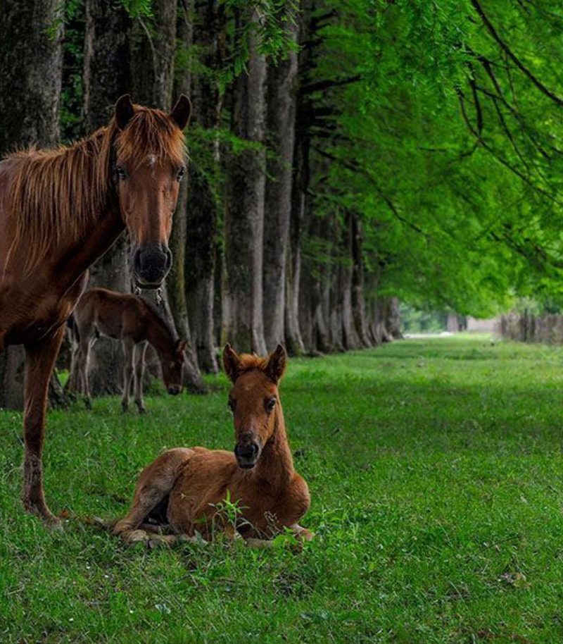 A brown horse standing on top of a grass covered field Description automatically generated