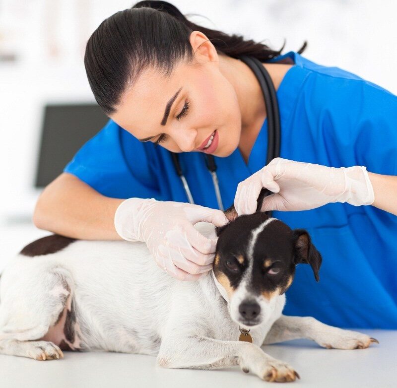 Vets in Surrey: On Finding the Right Veterinarian to Care for Your Pet