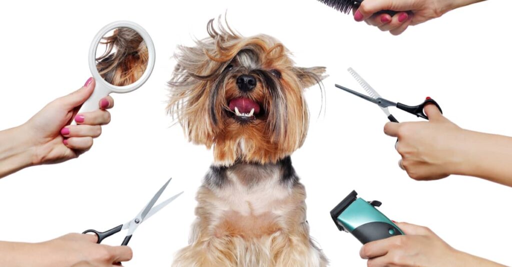 Our Favorite PetSmart Grooming Coupons We Think You’ll Love Too