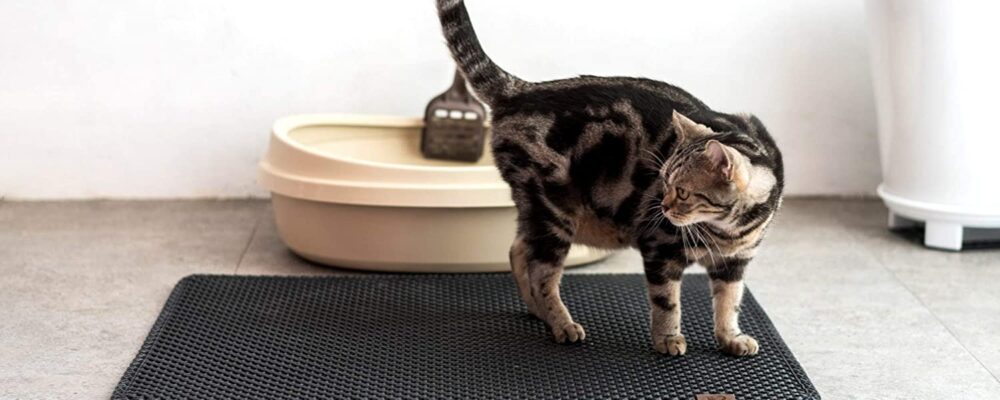 What Happens if You Don’t Clean a Cat’s Litter Mat?