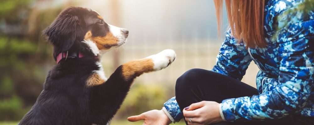 3 Tips for Training Your Puppy