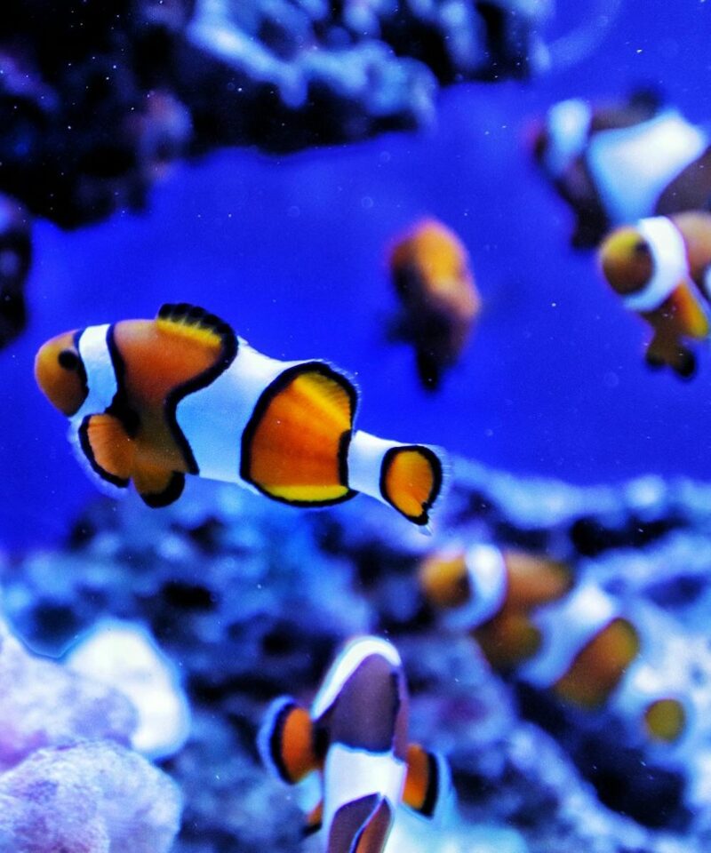 A Beginner’s Guide to Marine Aquariums - Types, Tips & Popular Species.jpg