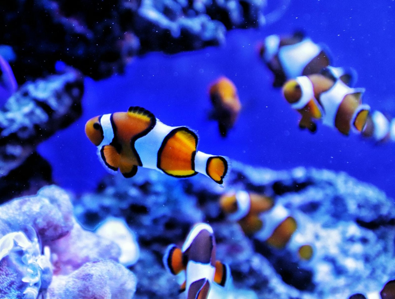 A Beginner’s Guide to Marine Aquariums - Types, Tips & Popular Species.jpg