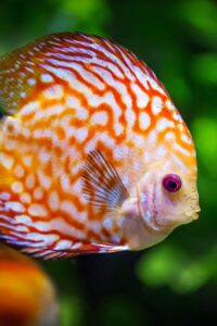Why Renting an Aquarium is the Smart Choice for Offices, Healthcare Premises, and Schools.jpg