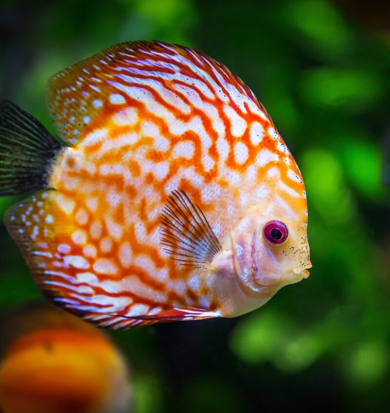 Why Renting an Aquarium is the Smart Choice for Offices, Healthcare Premises, and Schools.jpg